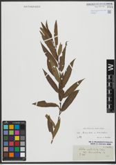 Foto von Salix triandra L. x Salix viminalis L.